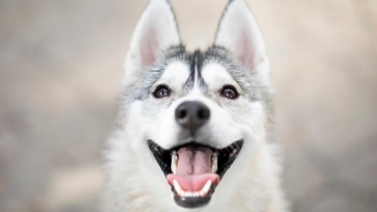 How Many Teeth Do Dogs Have?