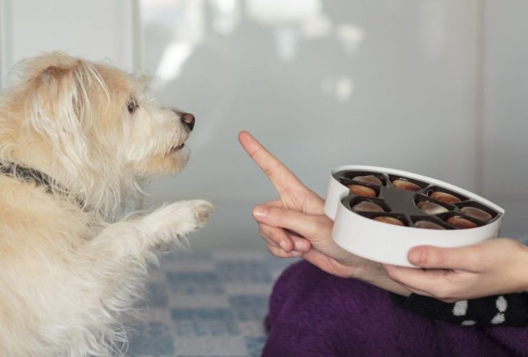 10 Foods That Are Bad for Dogs