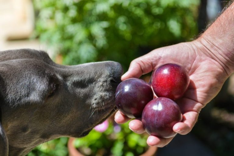 Can Dogs Eat Plums? Are Plums Safe For Dogs?